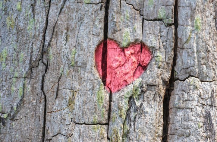 Herz in Baum geritzt